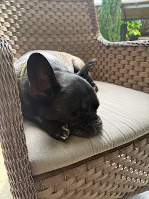 Foto von Anicura Ludwigsburg-Oßweil GmbH