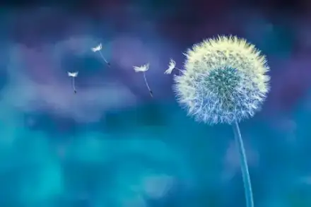 Foto von ANTEA Bestattungen Chemnitz GmbH in Harthau