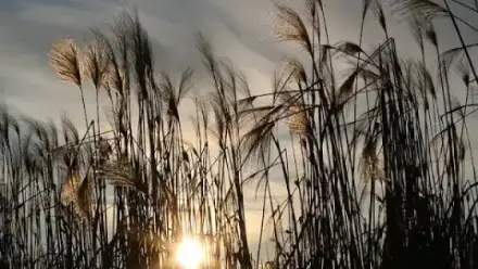 Foto von Bestatter Dienstleister