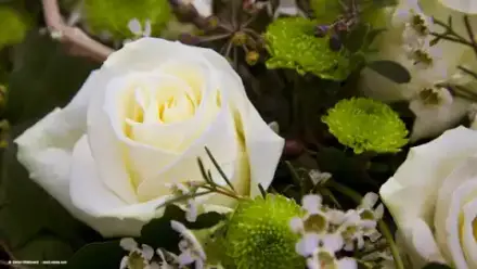 Foto von Bestattungen Brungsberg