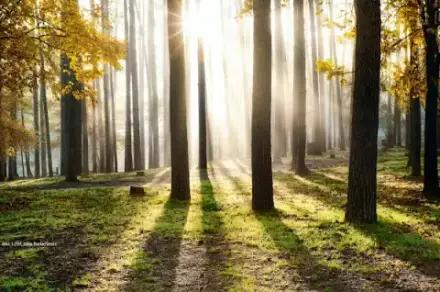 Foto von Bestattungen Dörning