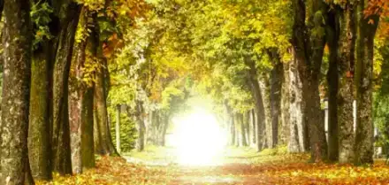 Foto von Bestattungen Dreßen