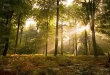 Foto von Bestattungen Friedrich