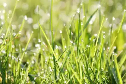 Foto von Bestattungen Hofmann