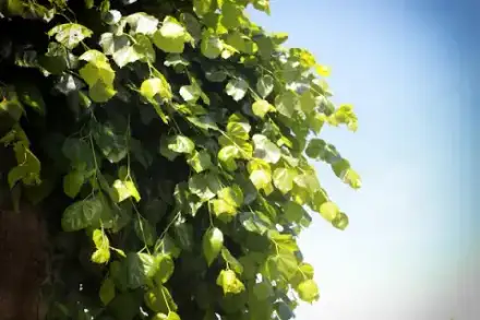 Foto von Bestattungen Katzer