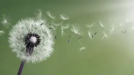 Foto von Bestattungen Model