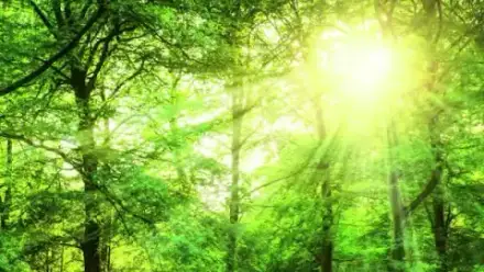 Foto von Bestattungen Spandl - Robert Spandl