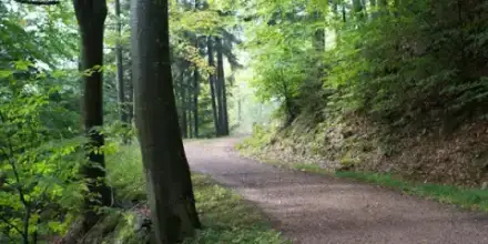 Foto von Bestattungsinstitut Birkenkamp GmbH