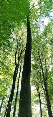 Foto von Bestattungswald Freiamt