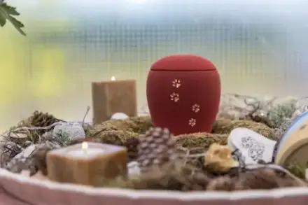 Foto von Der Tierbestatter