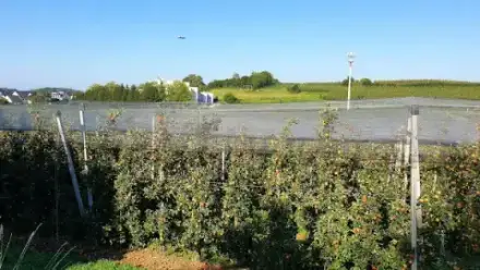 Foto von Friedhof Berg