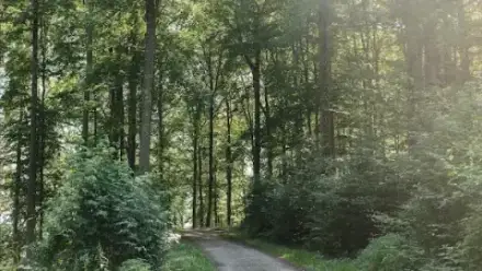 Foto von FriedWald Elisenruhe