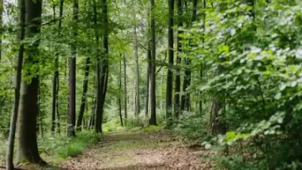 Foto von FriedWald Gelnhausen - Dreieckstein
