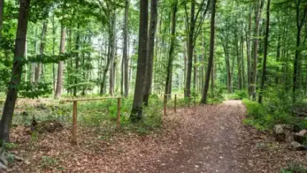 Foto von FriedWald Lich