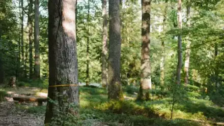 Foto von FriedWald Spessart