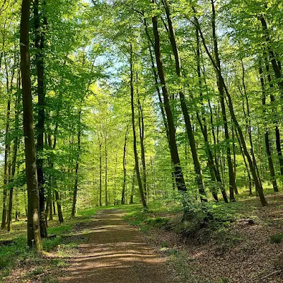 Foto von Gedächtniswald