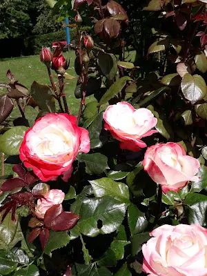 Foto von Gerhard Süßmann