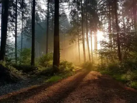 Foto von Gutsverwaltung Ruhewald Bossee