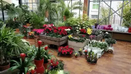 Foto von Herbolzheimer Blumenstube