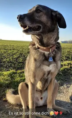Foto von Himmelszelt Tierbestattungen Oberschwaben