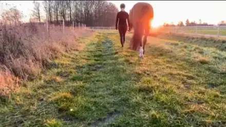 Foto von HORSIA Pferdebestattung