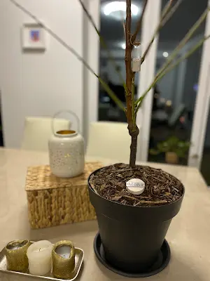 Foto von LiebesTier-Bestattungen GmbH