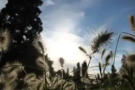 Foto von Neddermeyer Bestattungen