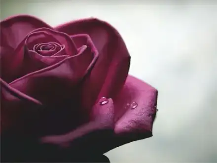 Foto von Nowak Bestattungen