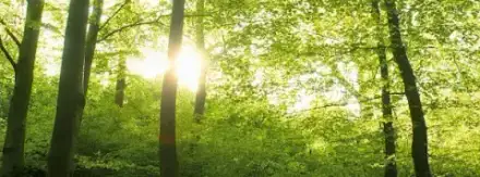 Foto von Pietät-Eden UG