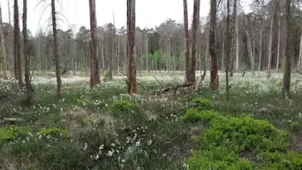 Foto von RuheForst Kummerfeld