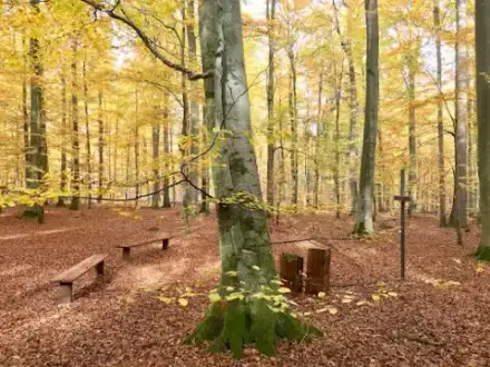 Foto von RuheForst Österberg Riedlingen