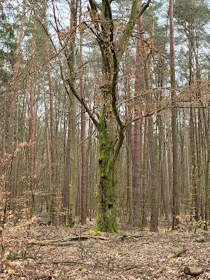 Foto von RuheForst Ruppiner Heide
