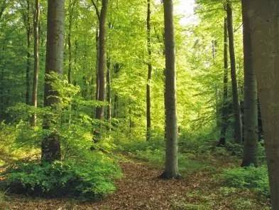 Foto von RuheForst Südspessart