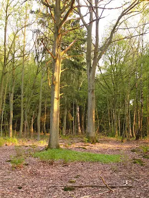 Foto von Ruhehain Bönningstedt GmbH