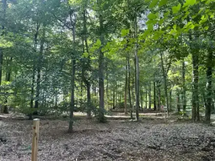 Foto von RuheWald Münster-Baumberge