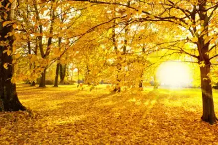 Foto von Schreinerei & Bestattungsinstitut Oliver Adam