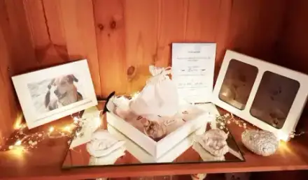 Foto von Seelenfreund-Tierbestattung