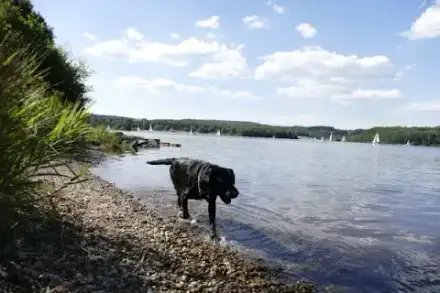 Foto von Tierbestattung Angela Köhler