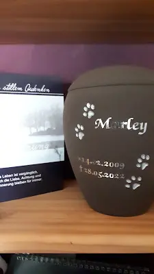 Foto von Tierbestattung mond Schein