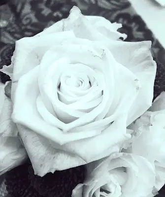 Foto von Tierbestattungen Schwarz