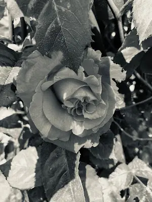 Foto von Trauerbegleitung Koch