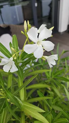 Foto von Trauerrednerin / Trauerbegleitung Heidi Herbst