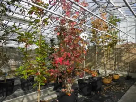Foto von Tree of Life Baumbestattungen - Der Baum des Lebens
