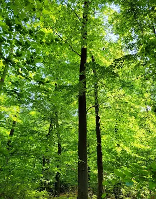 Foto von Waldfriedhof Griedelbach