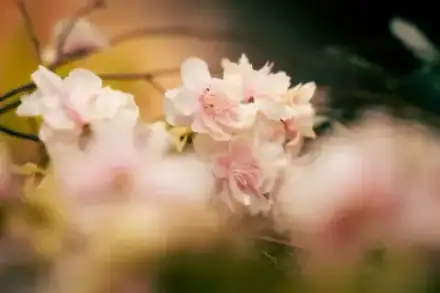 Foto von Weise Bestattungen